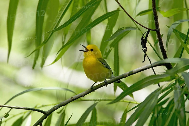Prothonotary Warbler (Protonotaria citrea)