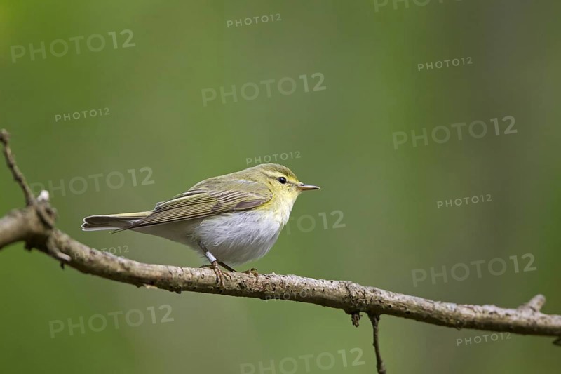 Wood Warbler (Phylloscopus sibilatrix) adult male
