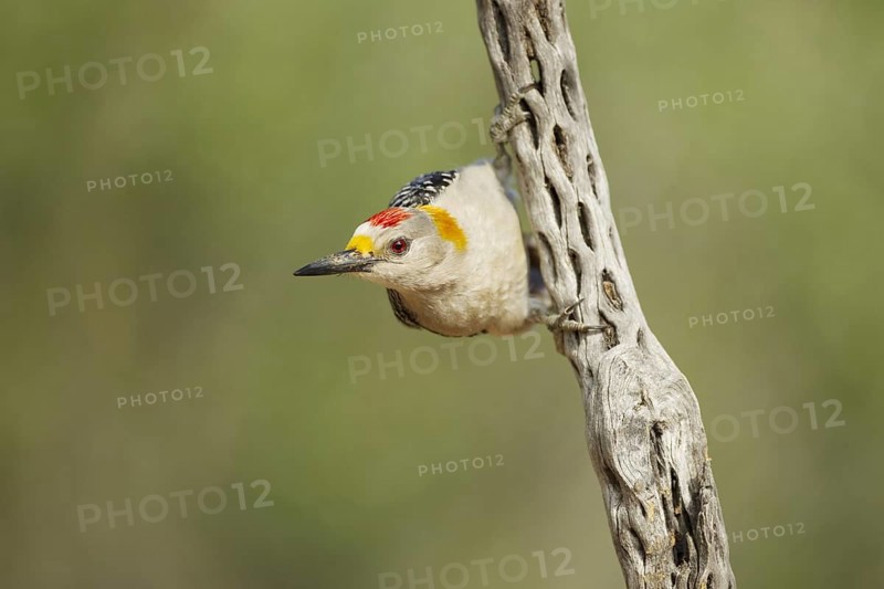 Golden-fronted Woodpecker (Melanerpes aurifrons)