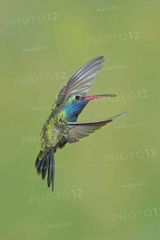 Broad-billed Hummingbird (Cynanthus latirostris)