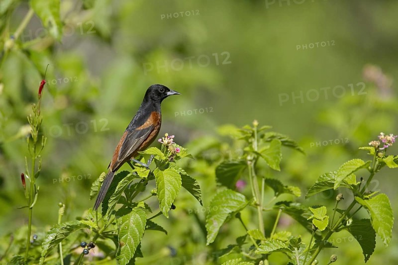 Orchard Oriole (Icterus spurius)