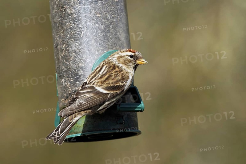 Lesser Redpoll (Carduelis cabaret)