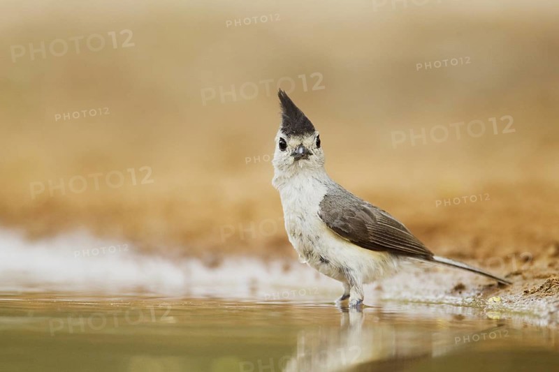Black-crested Titmouse (Baeolophus atricristatus)