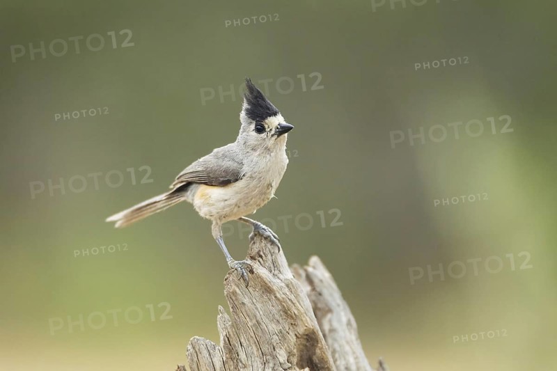 Black-crested Titmouse (Baeolophus atricristatus)