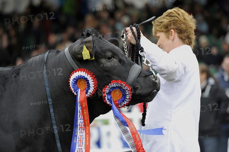 Domestic Cattle