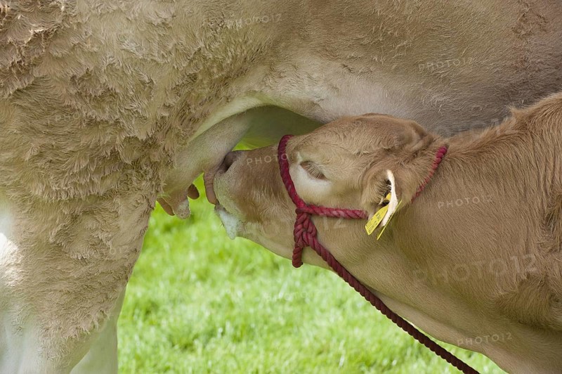 Domestic Cattle