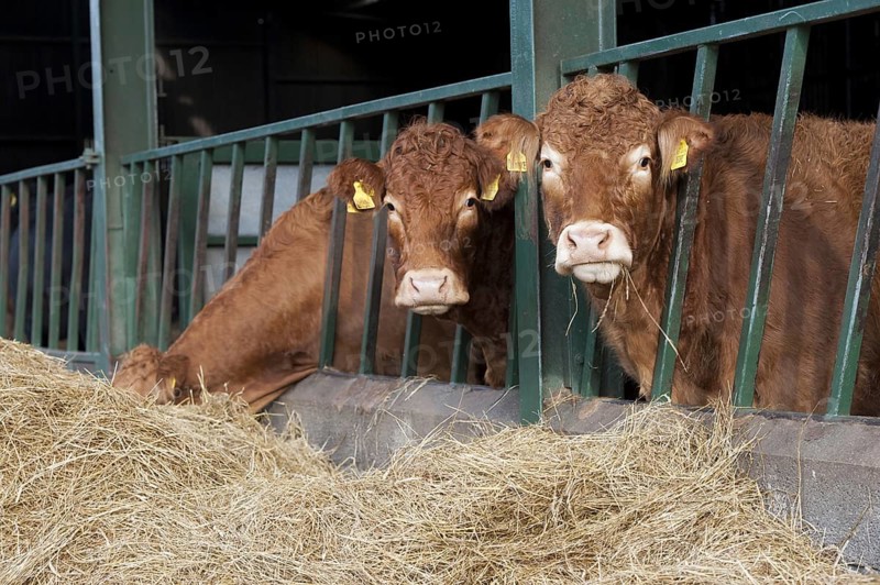 Domestic Cattle