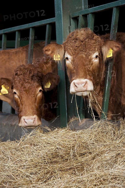 Domestic Cattle