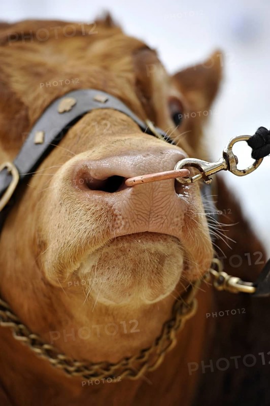 Domestic Cattle