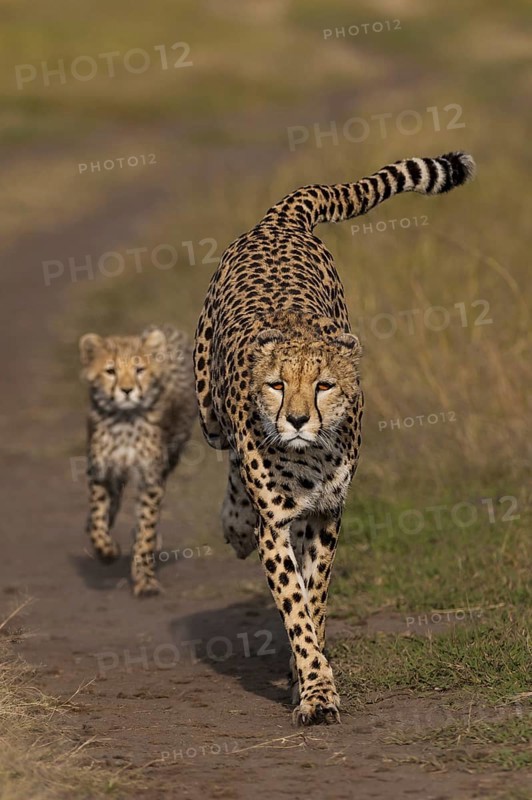 Cheetah (Acinonyx jubatus)