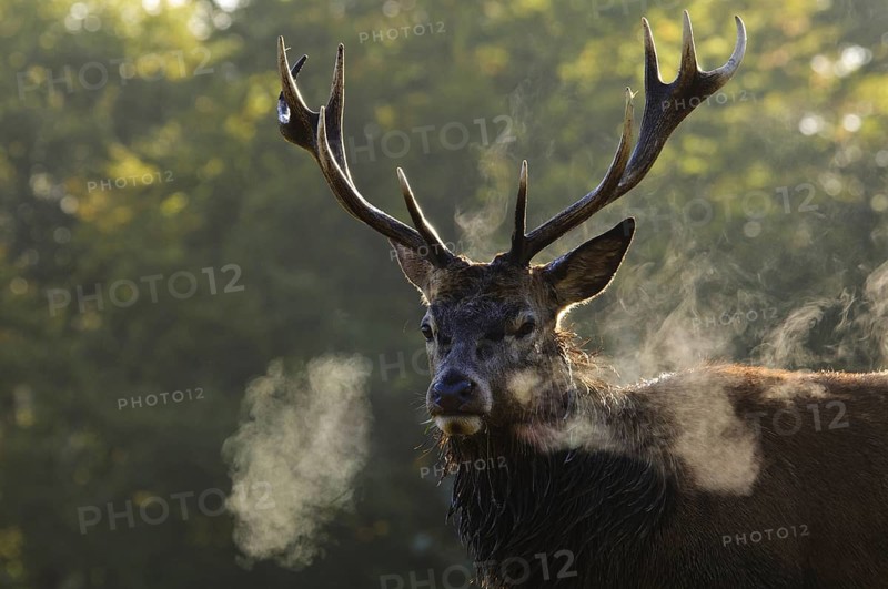 Red Deer (Cervus elaphus)