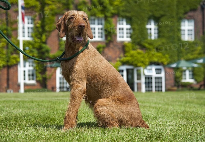 Domestic Dog