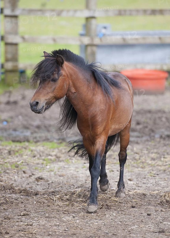 Horse
