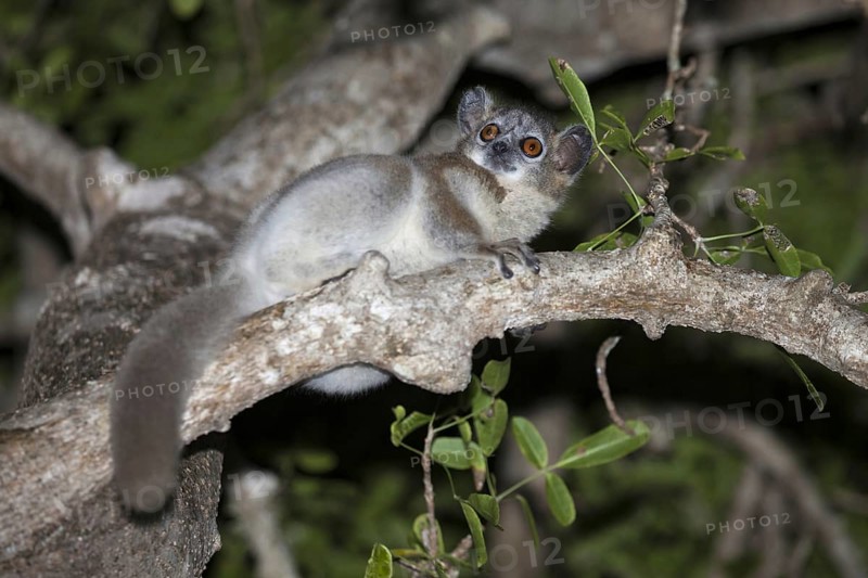 White-footed Sportive Lemur (Lepilemur leucopus)