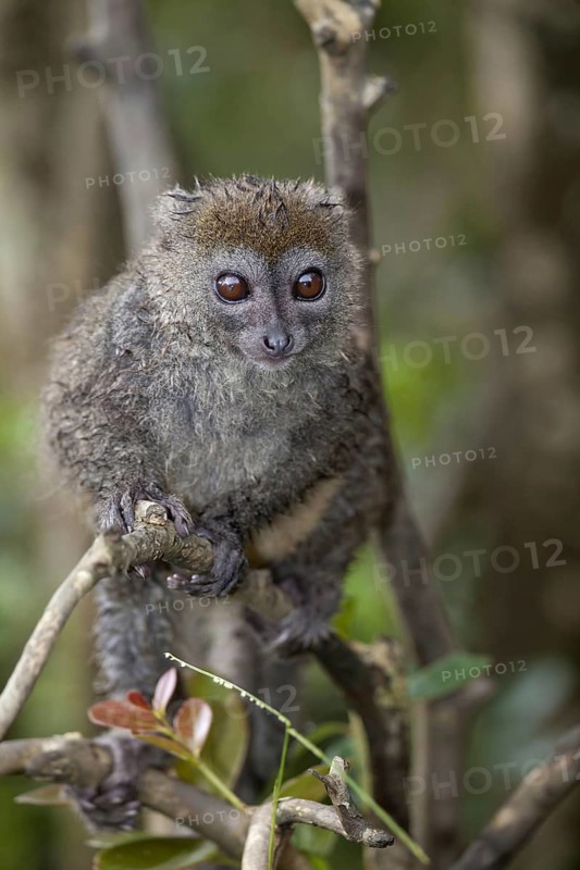 Grey Gentle Lemur (Hapalemur griseus)