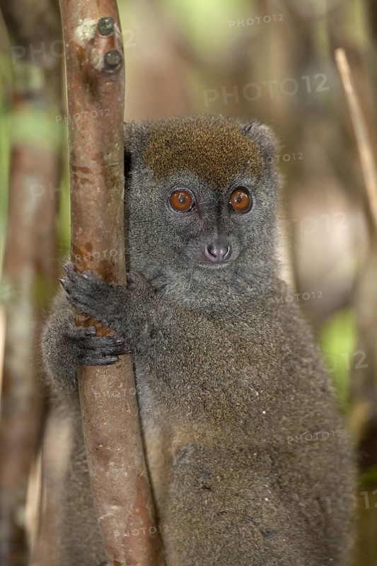 Grey Gentle Lemur (Hapalemur griseus)