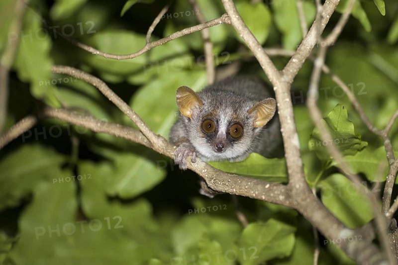Grey Mouse Lemur (Microcebus murinus)
