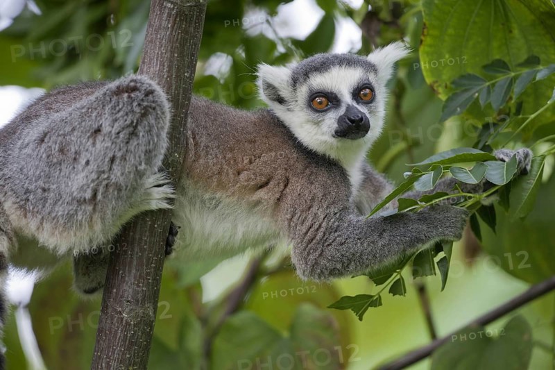 Ring-tailed Lemur (Lemur catta)
