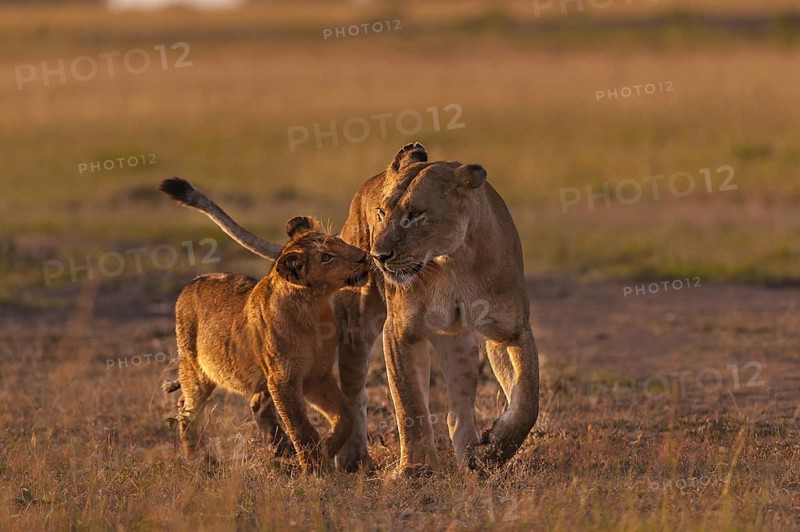 Lion (Panthera leo)