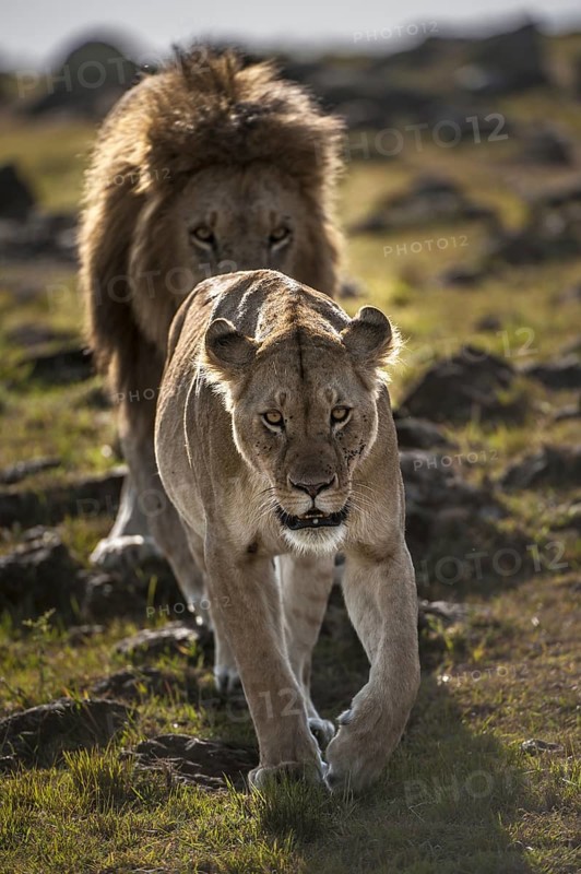 Lion (Panthera leo)
