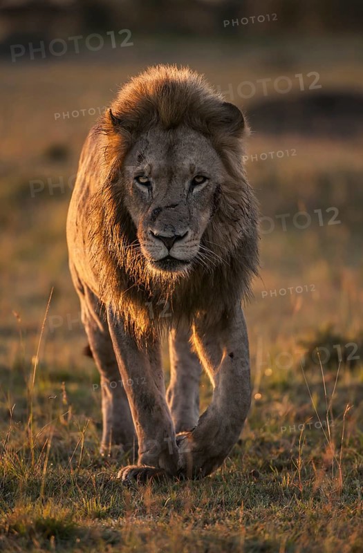 Lion (Panthera leo)