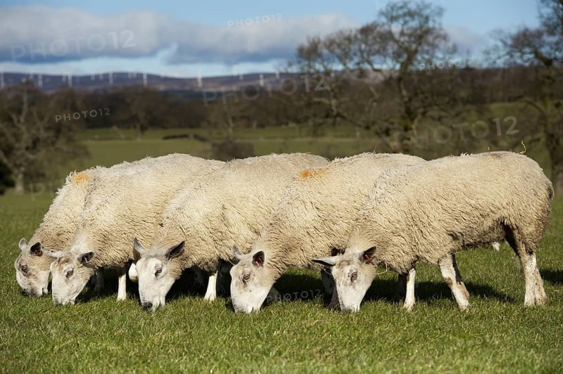 Domestic Sheep