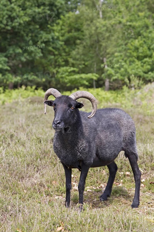 Domestic Sheep