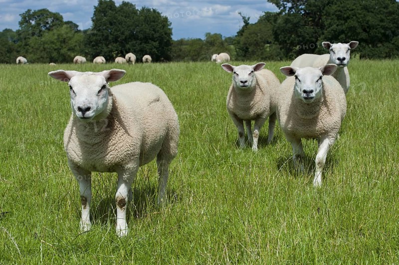 Domestic Sheep
