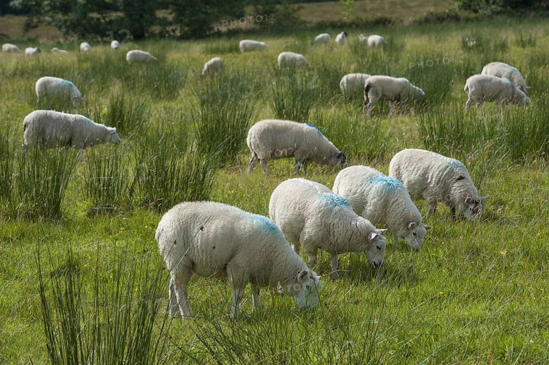 Domestic Sheep