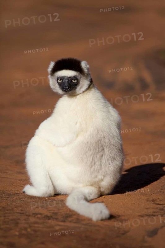 Verreaux's Sifaka (Propithecus verreauxi)