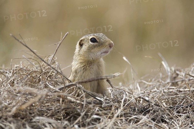 Thirteen-lined Ground Squirrel (Spermophilus tridecemlineatus)