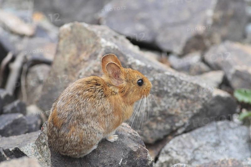 Chinese Red Pika (Ochotona erythrotis)