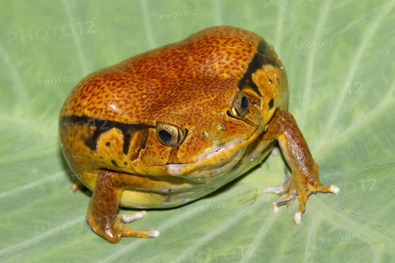 Malagasy Tomato Frog (Dyscophus antongilii)