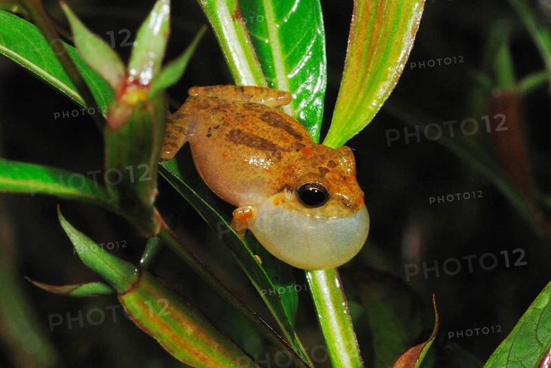 Common Shrub Frog (Philautus popularis)