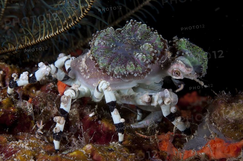 Decorator Crab (Cyclocoeloma tuberculata)