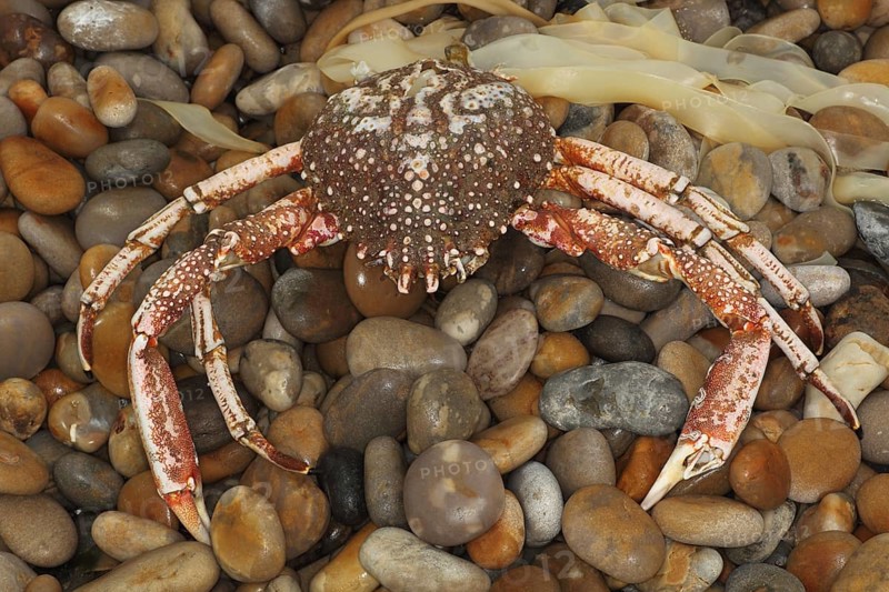 Spiny Spider Crab (Maia squinado)