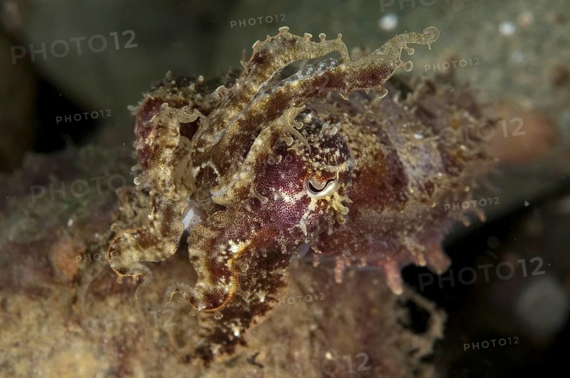 Needle Cuttlefish (Sepia aculeata)