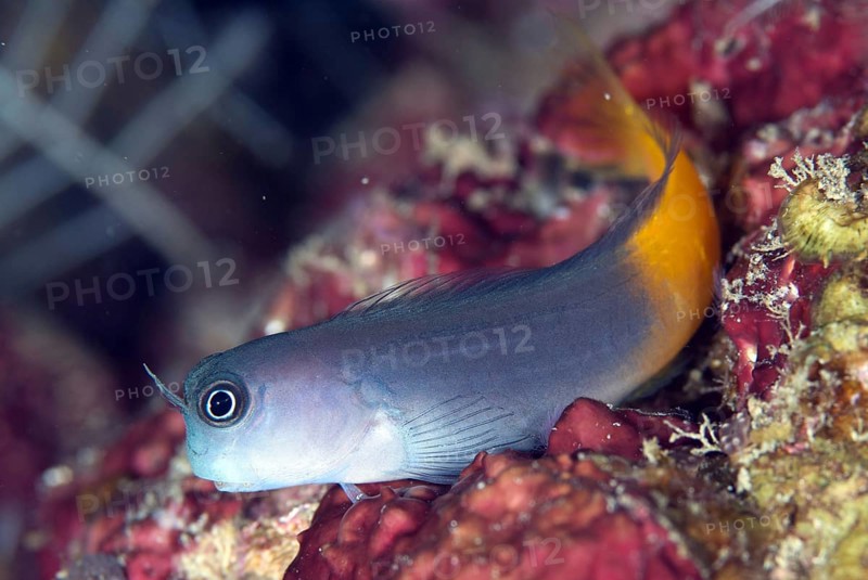 Bicolour Blenny (Ecsenius bicolor)