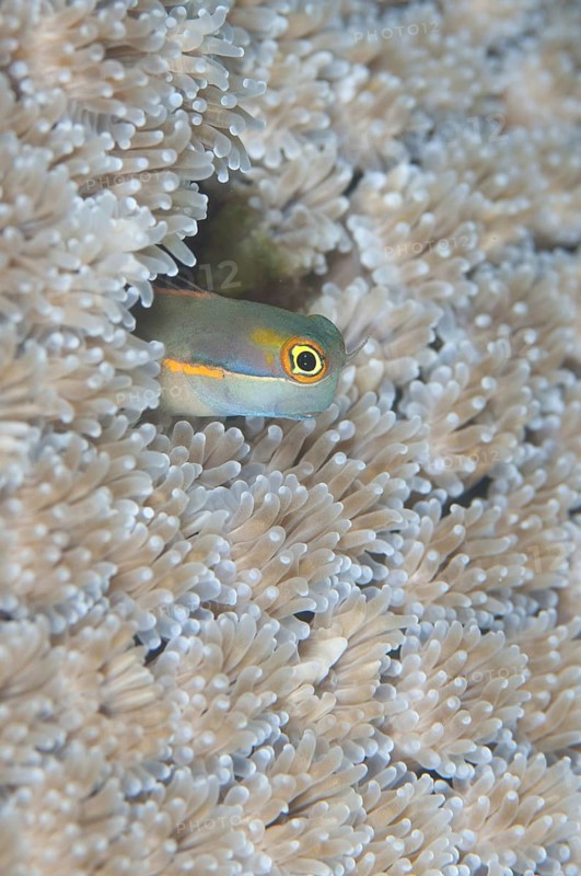 Tailspot Blenny (Ecsenius stigmatura)