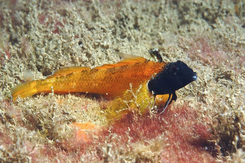 Black-faced Blenny (Tripterygion delaisi)