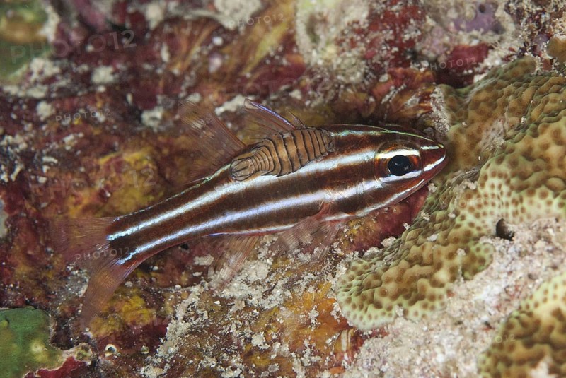 Blackstripe Cardinalfish (Apogon nigrofasciatus)
