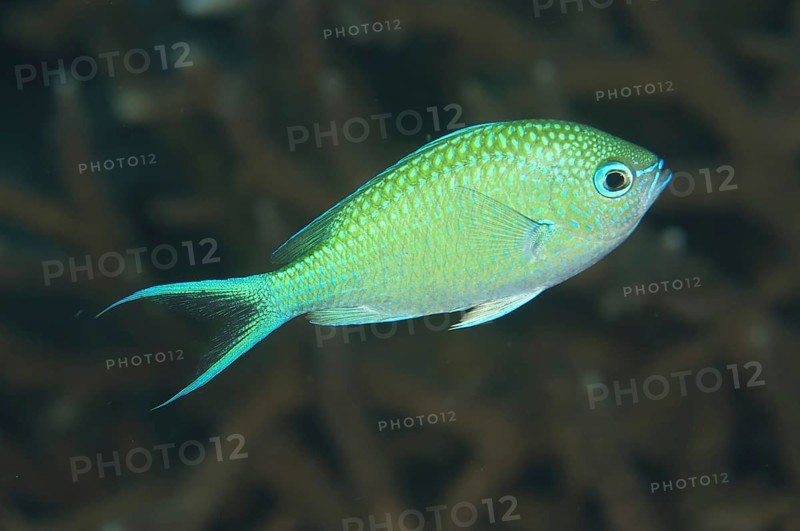 Black-axil Chromis (Chromis atripectoralis)