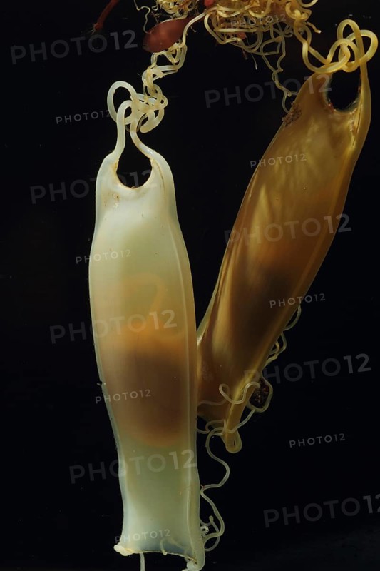Lesser Spotted Dogfish (Scyliorhinus canicula)
