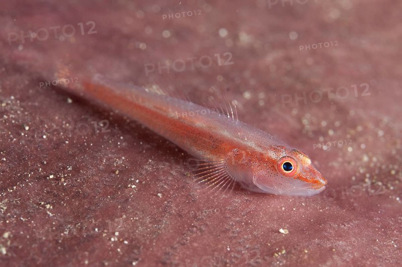 Whipcoral Dwarf Goby (Bryaninops yongei)