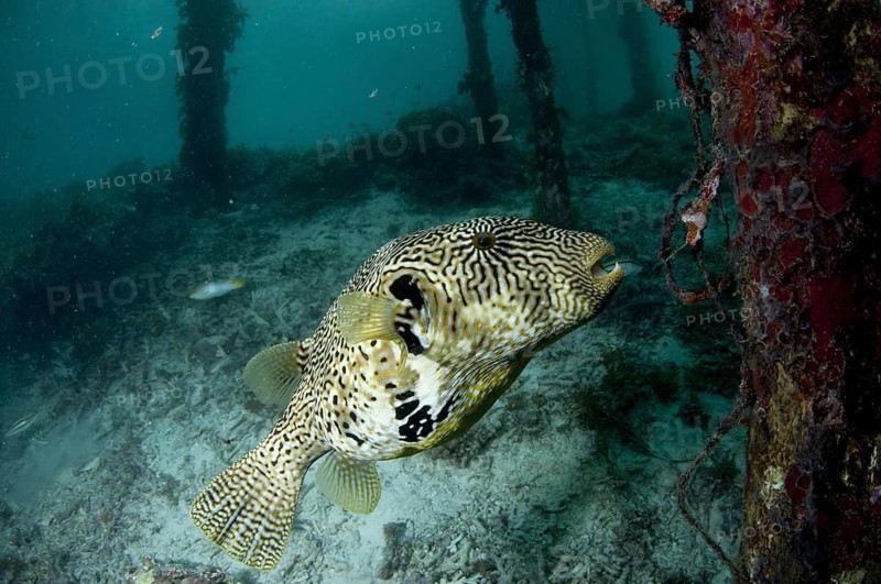 Map Pufferfish (Arothron mappa)
