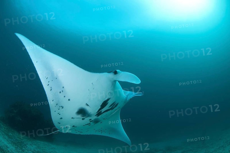 Manta Ray (Manta birostris)