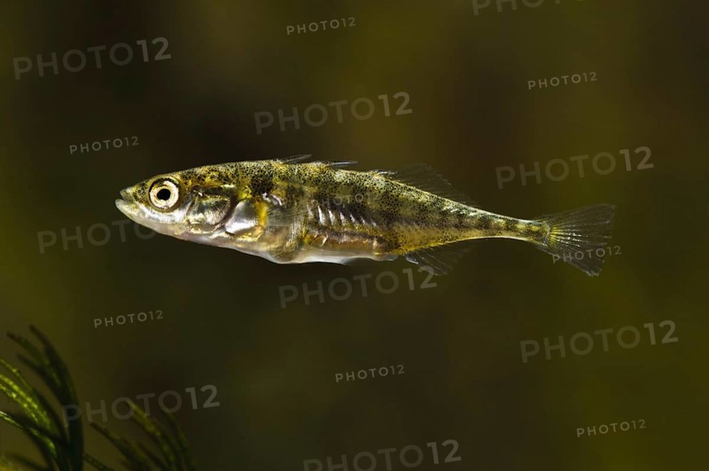 Three-spined Stickleback (Gasterosteus aculeatus)