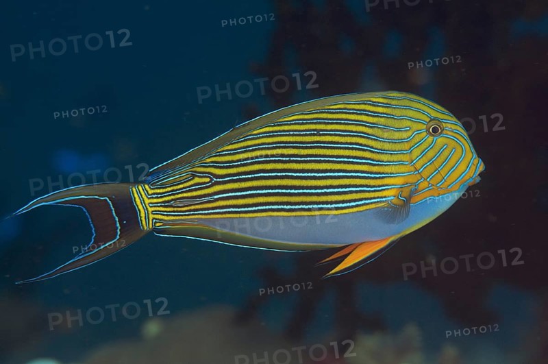 Striped Surgeonfish (Acanthurus lineatus)