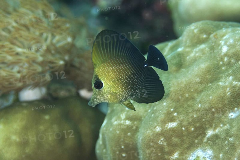 Brushtail Tang (Zebrasoma scopas)