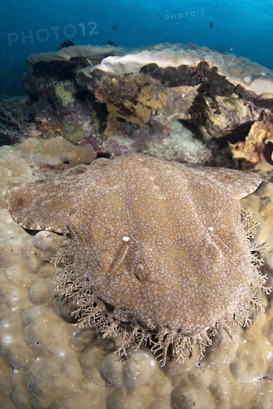 Tasselled Wobbegong (Eucrossorhinus dasypogon)